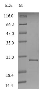 Viral ORF1 protein