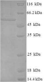 E.coli ompA protein