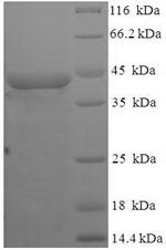 E.coli munIM protein