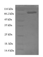 E.coli ASO protein