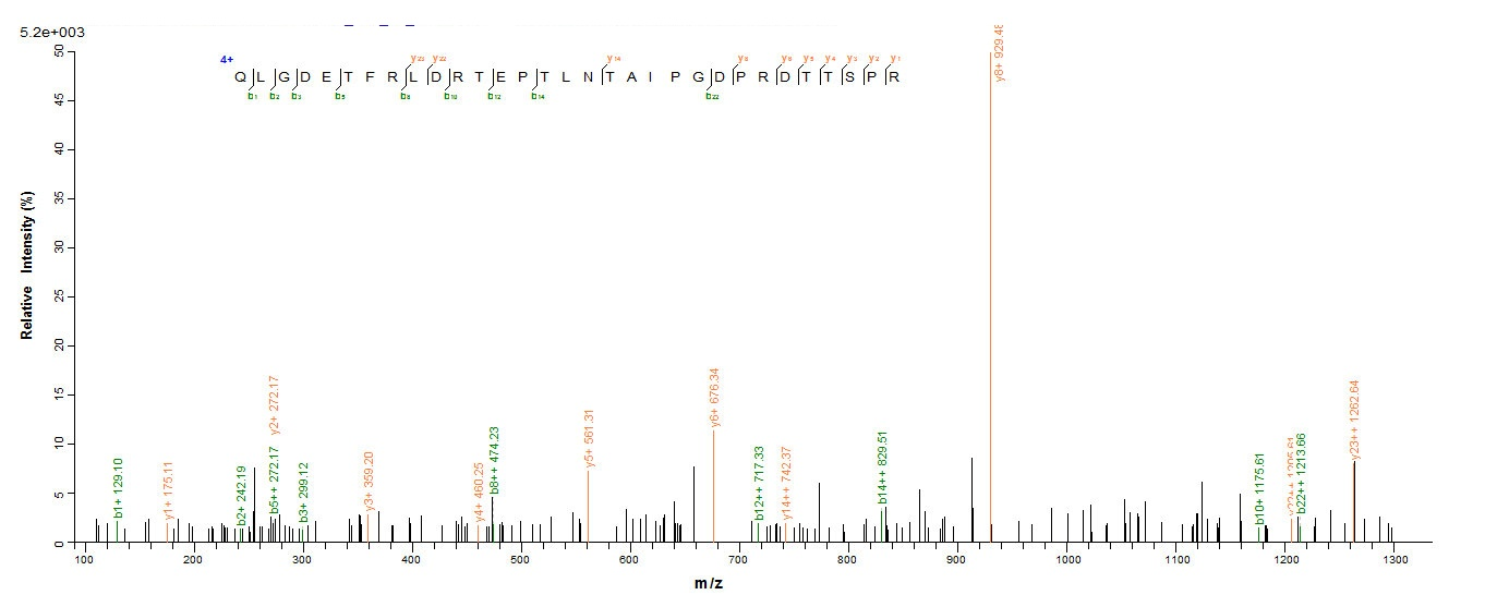 E. coli bla protein