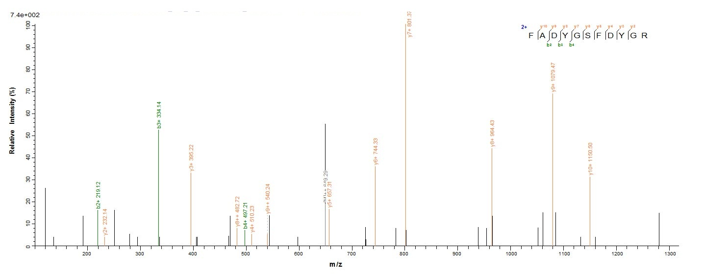 Recombinant Salmonella typhimurium Outer membrane porin protein OmpD (ompD)