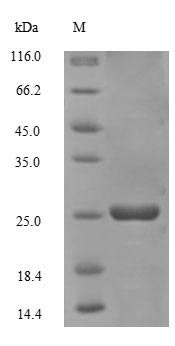 E.coli sso7d protein