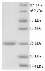 E.coli prgI protein