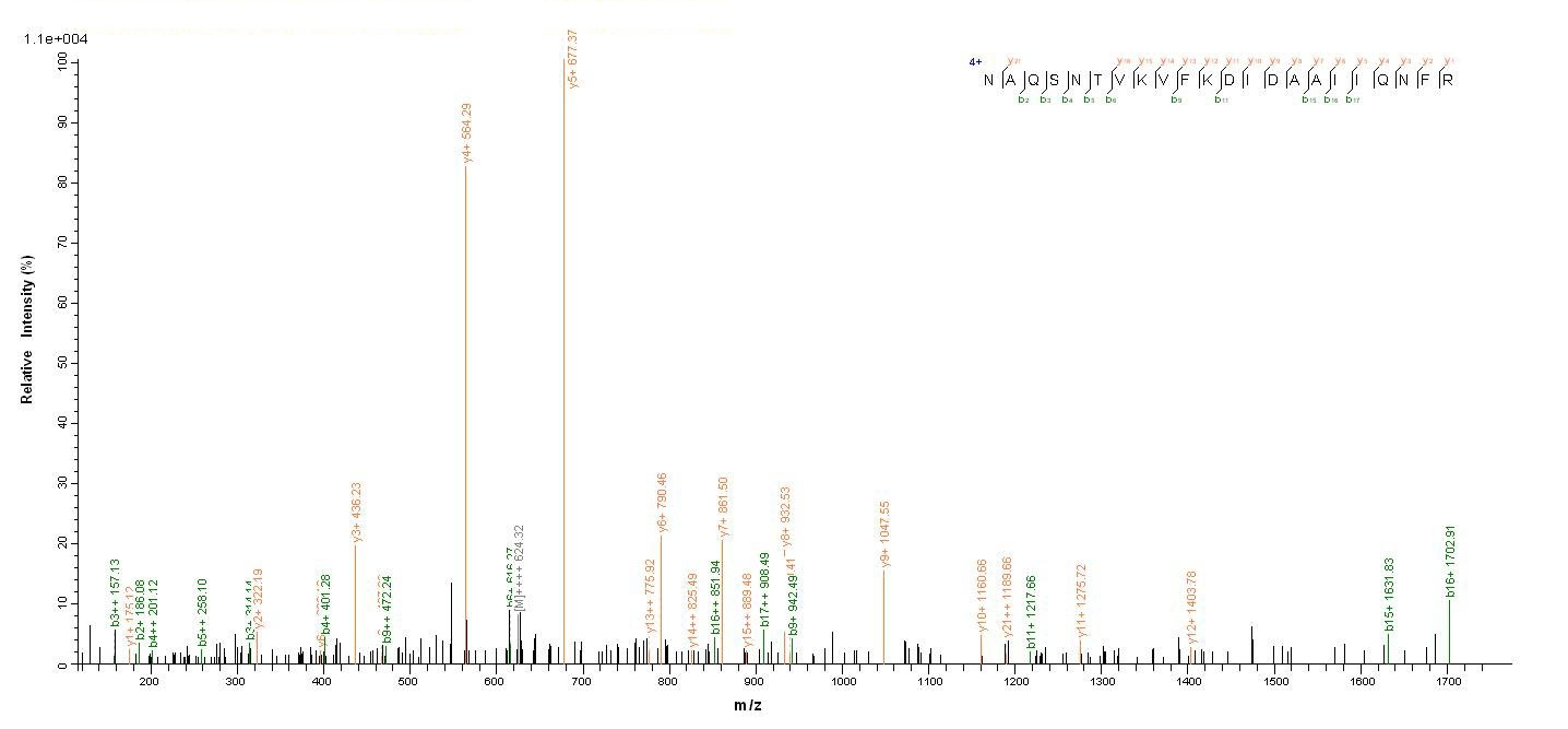 E.coli prgI protein