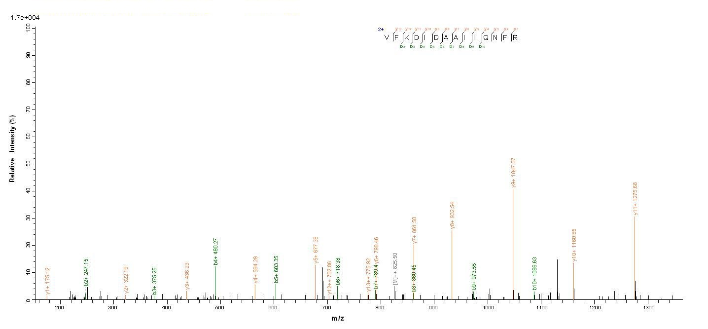 E.coli prgI protein