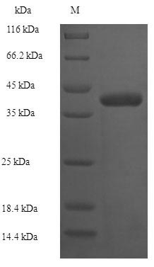 E. coli plsC protein
