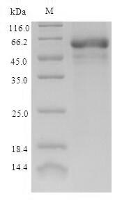 E.coli BBE1 protein