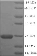 E.coli OV16 protein