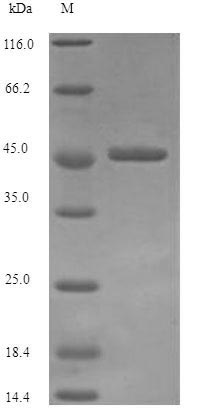 E.coli vacA protein