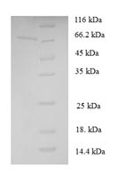 E.coli STR3 protein