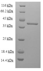 E.coli TES-26 protein