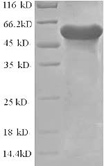 E.coli ldh1 protein