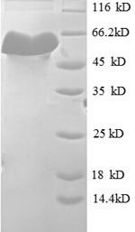 Mouse H2-K1 protein