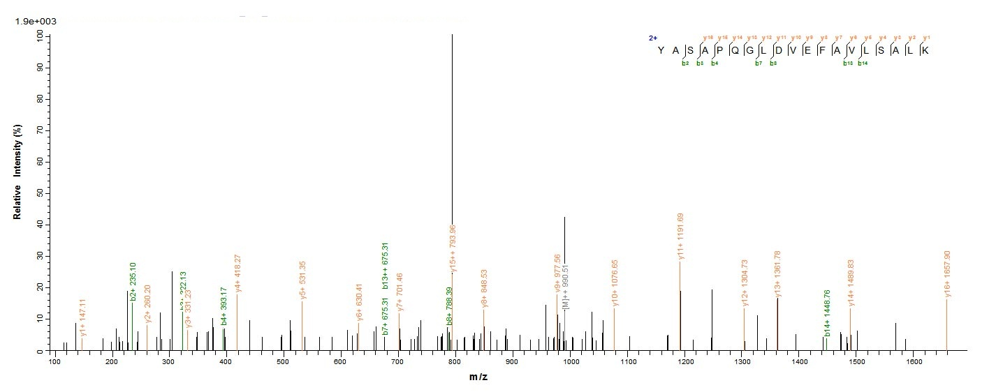 E.coli BALF5 protein