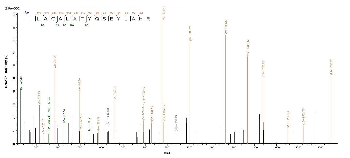 E.coli ptxA protein