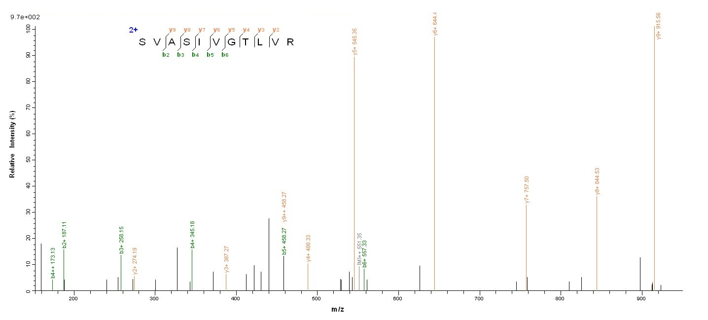 E.coli ptxA protein