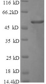E.coli cry1Ac protein