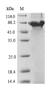 E.coli cry3Aa protein