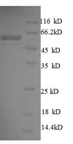 E. coli surA protein