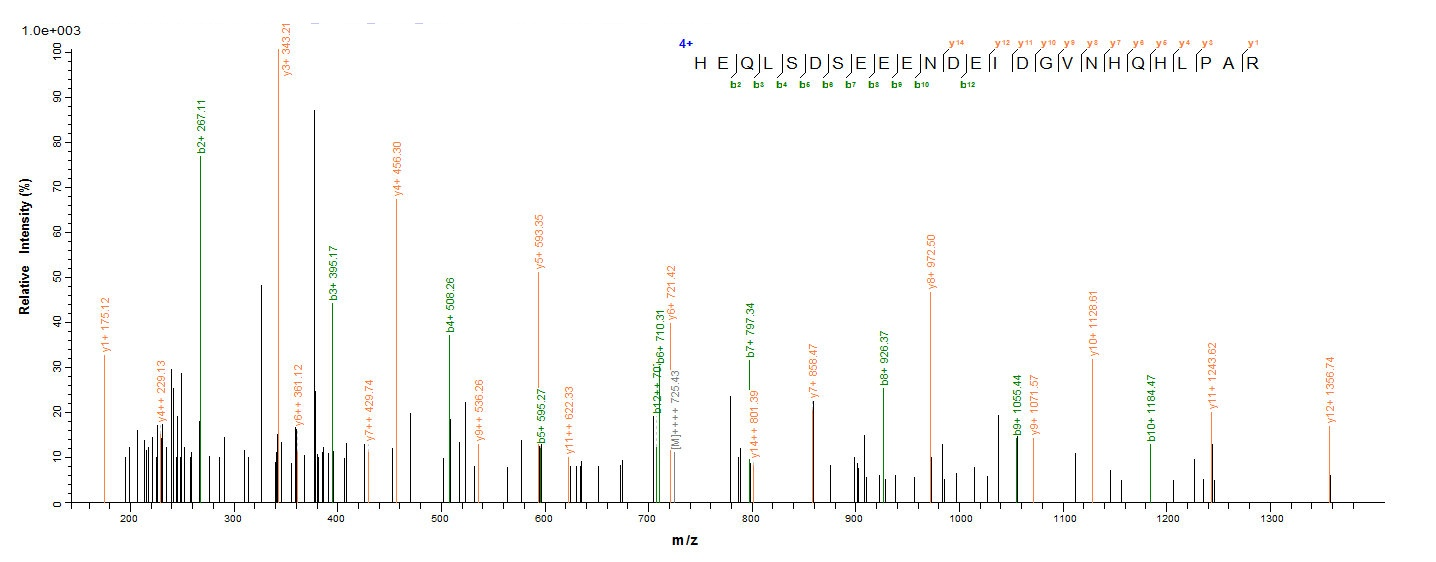Human E7 protein