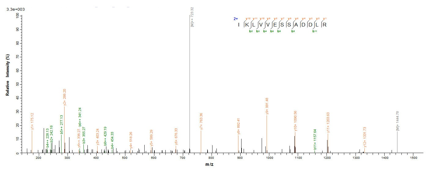 Human E7 protein