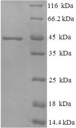 E.coli mpt51 protein