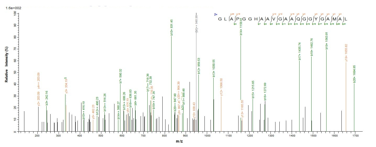 E.coli mpt51 protein