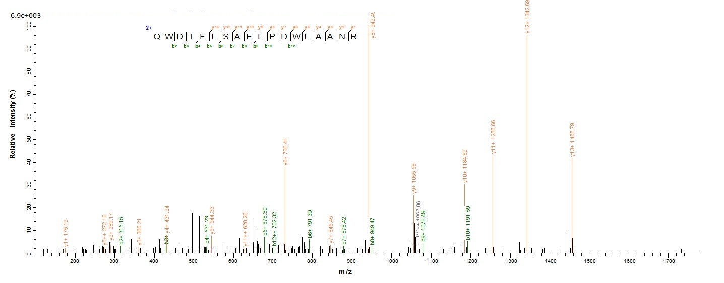 E.coli mpt51 protein
