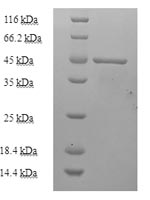 E.coli inhA protein