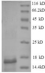E.coli Parvalbumin beta protein