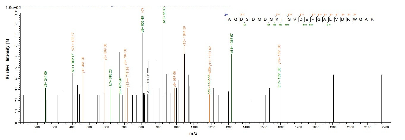 E.coli Parvalbumin beta protein