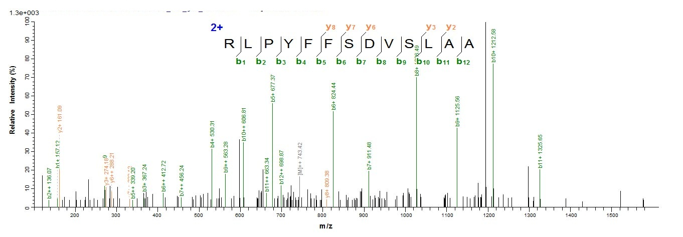 Human L2 protein