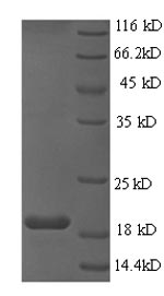 Human E6 protein