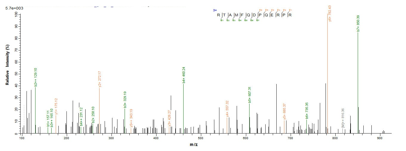 Human E6 protein