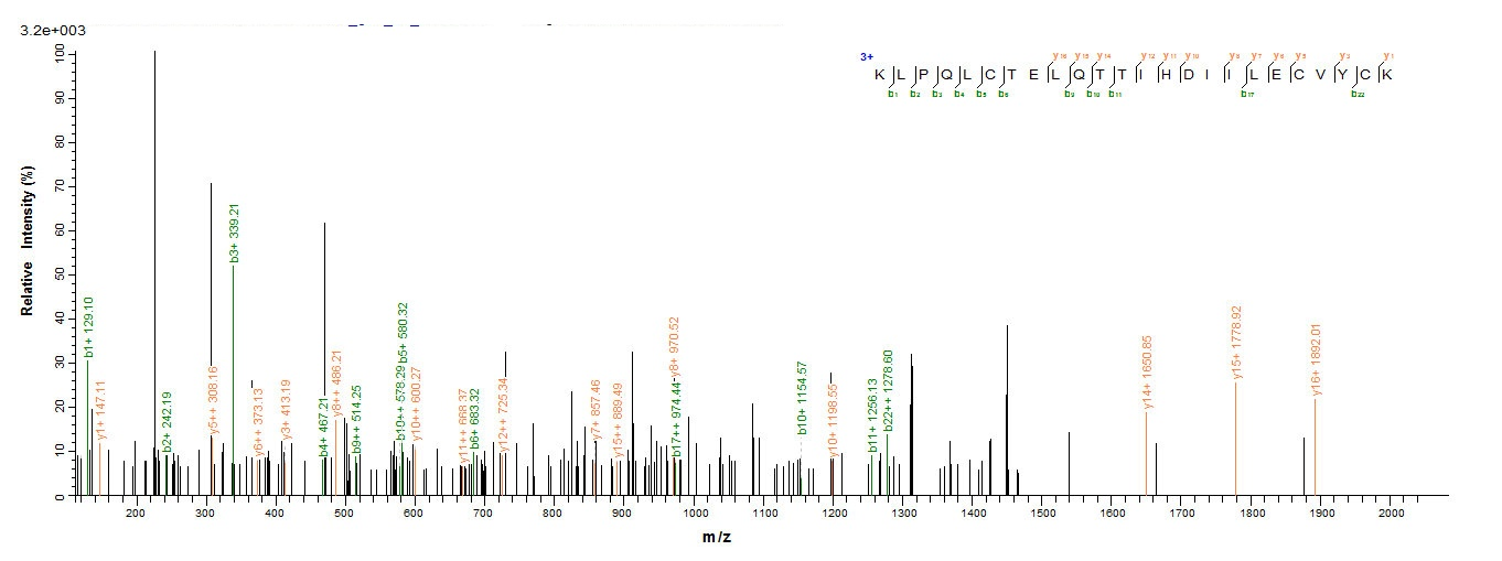 Human E6 protein