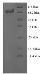 E.coli Dicer-like protein