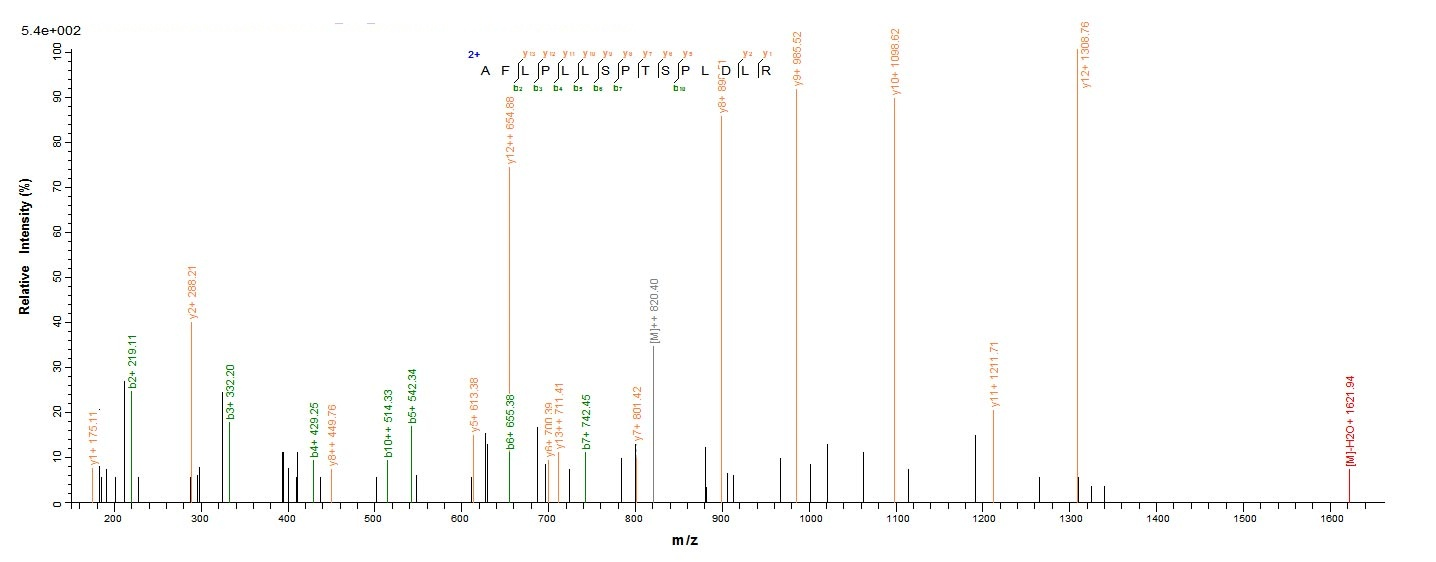 E.coli Dicer-like protein