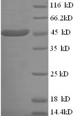 E. coli lldD protein