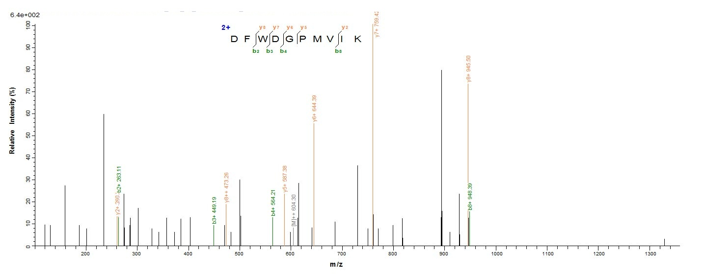 E. coli lldD protein