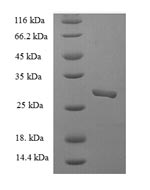 E.coli NSP4 protein