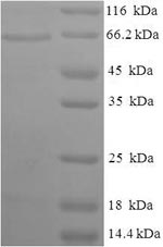 E.coli dsdA protein