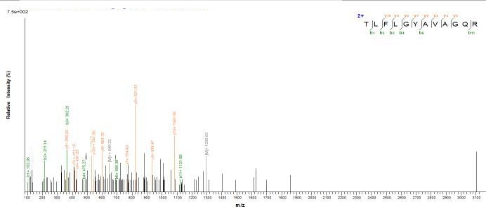 E.coli dsdA protein