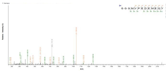 E.coli dsdA protein