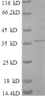 E.coli creN7 protein