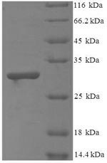 E.coli mgsA protein