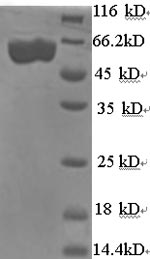 E.coli ipaH9.8 protein