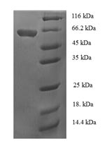 E.coli melA protein