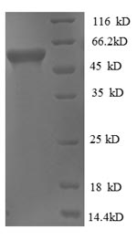 E.coli glpK protein