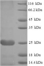 E.coli dsbA protein